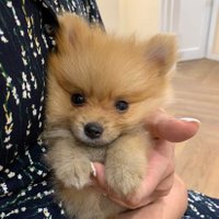 ツヨポン (@0f7ki7sb2vy6ezh) 's Twitter Profile