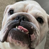 Dillon Hutchins (@dylonelfuego) 's Twitter Profile
