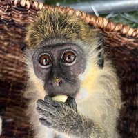 Dr. Missy (@dbvervet) 's Twitter Profile