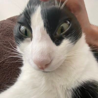 ideeiotさんのプロフィール画像