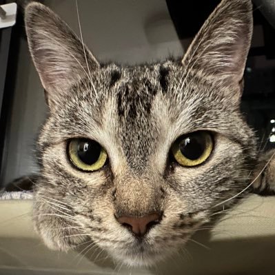 xiaqizi's profile picture. 