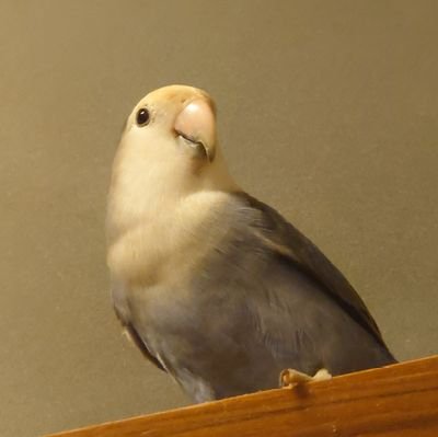 SOSmtさんのプロフィール画像
