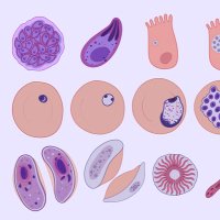 Boston Area Parasitology (@boston_parasite) 's Twitter Profile Photo Boston Area Parasitology (@boston_parasite) 's Twitter Profile Photo