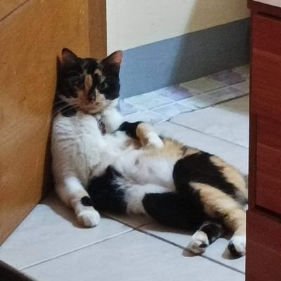 LetMeSoloWork's profile picture. If it interests me enough, I'll do it.
Also, I don't like people.
I'm literally a cat.

Kidding aside, I do College-Level works. Too lazy to promote btw