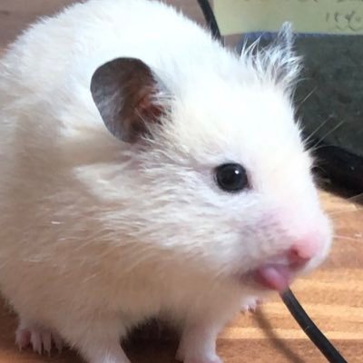 restudy_ham's profile picture. 勉強アカウント / 社会人学生 / 自己投資 / 写真は愛ハム🐹