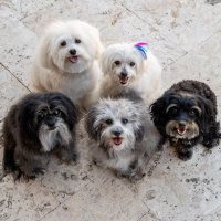 PBJ Pack (@pbj_pack) 's Twitter Profile
