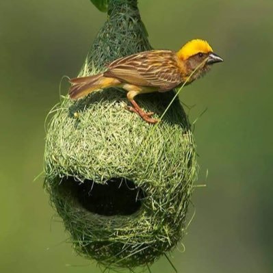 dream_Balkan's profile picture. Every dream must be chased to be realized, The arc of the moral universe is long, but it bends toward justice, Environmentalist.