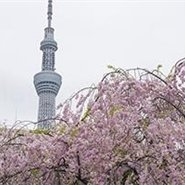 子育て中でもできるかんたん副業を紹介しています💜スマホがあればどこでもお仕事可能💖自分のペースでできる時にやれます💫私自身3ヵ月で月収100万円達成しました✿本気で副業に挑戦したい方をサポートしてます💪無言フォロー失礼します🙇