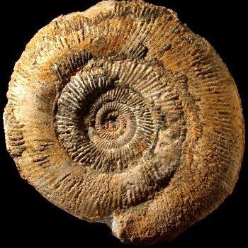 Dactylioceras (Orthodactylites): Ammonite Survivor of the TAOE. Send anoxic to Carbonate Marine setting pics