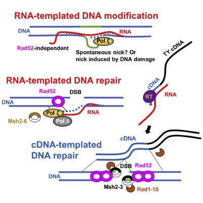 News from Dr.Storici's lab from the School of Biology Science @GeorgiaTech, focusing on DNA repair, Genome embedded ribonucleotides, CRISPR & genomics.
