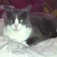 KattVonKitten (@kattvonkitten1) 's Twitter Profile