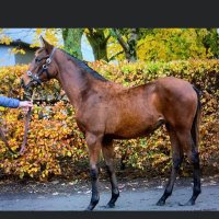 Whitethorn Bloodstock (@whitethornstud) 's Twitter Profile