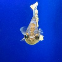 Giacomo (@giacomo44663099) 's Twitter Profile