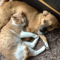 nico hart (@myrah000) 's Twitter Profile