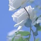 h60092426's profile picture. 