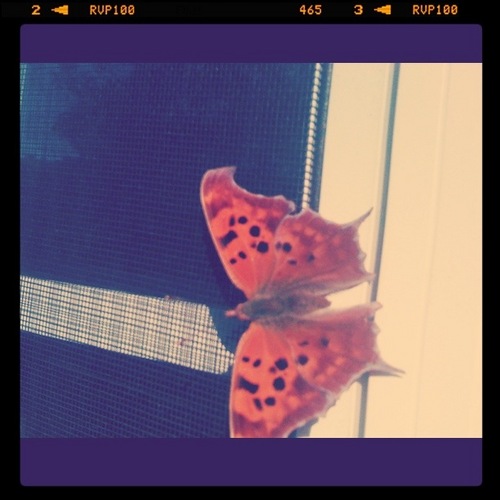 nathansanim's profile picture. There are no roads to Happiness. Happiness is the Road.