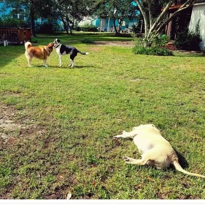 incandenzak's profile picture. I am leaving Mississippi with the radio on