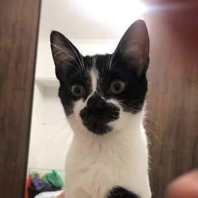 bentinhofrajola's profile picture. 