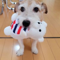 RIE 🐶🇨🇵 (@milotomarinos) 's Twitter Profile