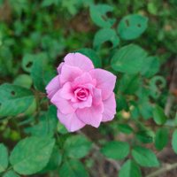 aneesh (@aneeshvkoshy) 's Twitter Profile
