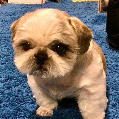 アオツキさんのプロフィール画像