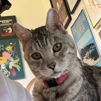 Kitty (@pritteykitty) 's Twitter Profile