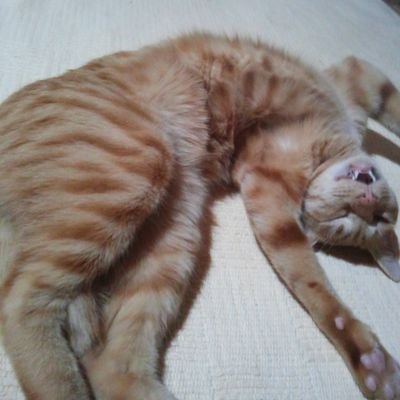🍊のママ
前アカウントログインできません💦