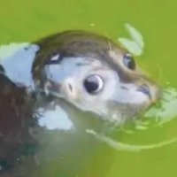 Maffudge (@amafedue) 's Twitter Profile