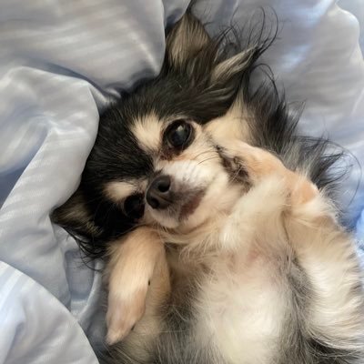 comurunamo's profile picture. 日常。パニック障害15年（寛解期あり）/嘔吐恐怖症/期外収縮/不眠症/頭痛など改善を目指しています。選択子なし主婦 チワワ♡🌈 スイーツ♡ 甘い物の写真多めです。