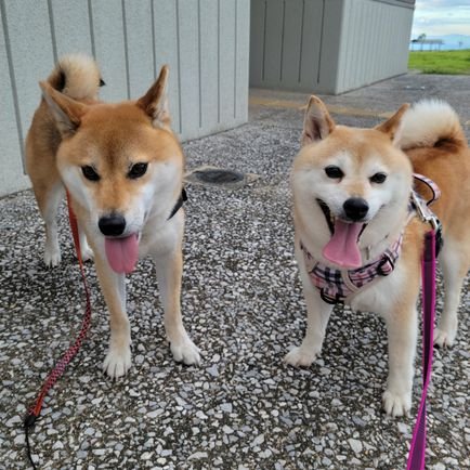 愛犬(柴犬)大和とその母ちゃん咲良のアップですがブラックバスの釣果もアップしてます😌
YouTubeも開設してみました😁
バス釣りhttps://t.co/Bn7R4Gh2vA
大和あんど咲良は⬇️のウェブサイトです😊