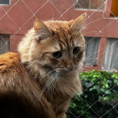AMANTE DE LOS PROCESOS GEOMÁTICOS SUSTENTABLES Y SU EFICIENCIA EN EL MEDIO AMBIENTE QUE NOS RODEA.