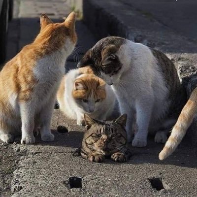 foreiganmi's profile picture. 