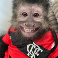 6 e onibus (@refillcrf) 's Twitter Profile