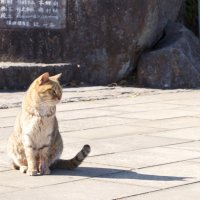 ぴろしき＠デジLIG11月生 (@nekonekonyanda4) 's Twitter Profile