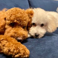 トイプーSORA🐾ビショプーCOCO(@soraandcoco2) 's Twitter Profile Photo