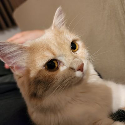 Lfリーダー

モチベあり時間なし猫派

YouTube配信ございます