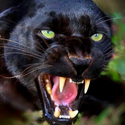 panther6669's profile picture. 