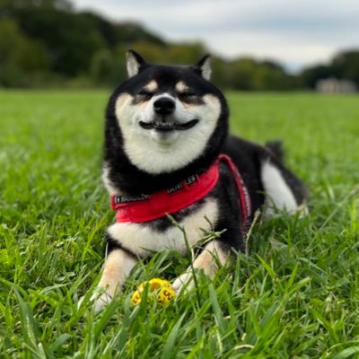 愛称はだいじゅ、だいちゃんの大豆くん🐾2019年5月9日生まれの男の子🎂 耳短め・毛量多め・鼻短め・顔まんまるめ・尻尾太め🐕 YouTubeは毎日更新中▶️見にきてワン🐾