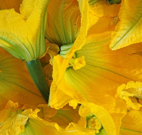 CourgetteFleur Zwinkels, Courgette Specialiteiten  zoals CourgetteFleur, Mini- en Midi courgette, lid Dutch Specials, Catamaran zeilen , KZVM