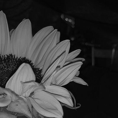 🌻🐣