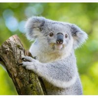 旅するコアラ (@koara_journey88) 's Twitter Profile Photo