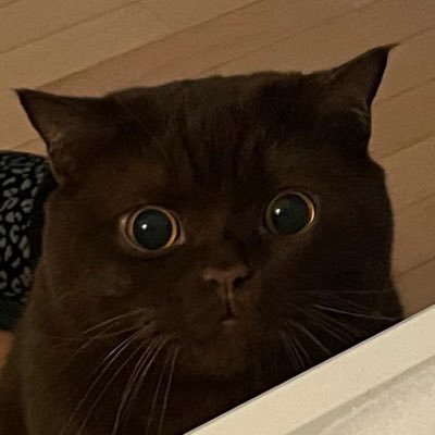 m0kka_21's profile picture. cs2 skin enthusiast who loves football ⚽️