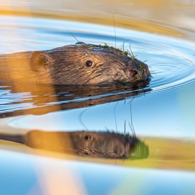 Pioneering Scottish rewilding project on upland farm. Best U.K. beaver wetlands. Stay in a cottage or a cabin in the woods.