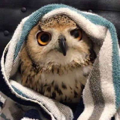 molbbami's profile picture. 어차피 100년 후의 나는 미소녀로 다시 태어나 있을 테니까