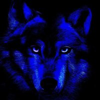 MAGAdonian Fading Wolf ⭐⭐⭐(@FadingWolf) 's Twitter Profile Photo