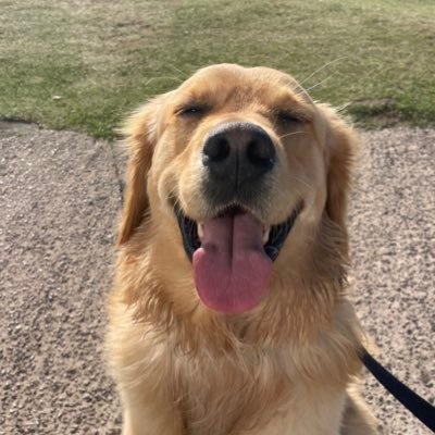 Enjoy Royal watching and Royal history. Golden Retriever owner. Earth lover! 🌍