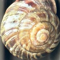 ツナ (@michitsuna0101) 's Twitter Profile Photo