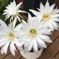 Annie W 🍷🌺 (🧵anniew1303) annie-w@bsky.social (@anniew1303) 's Twitter Profile Photo Annie W 🍷🌺 (🧵anniew1303) annie-w@bsky.social (@anniew1303) 's Twitter Profile Photo