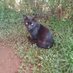 Isaac Animals Rescue (@isaacanimals) Twitter profile photo Isaac Animals Rescue (@isaacanimals) Twitter profile photo