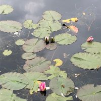 Shagufta Ahmed (@ealshagufta) 's Twitter Profile